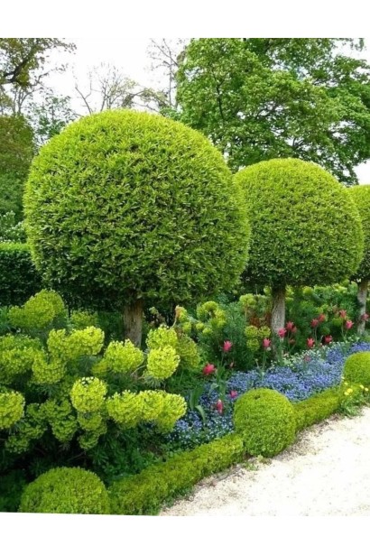 Туя західна Холмструп (штамб)